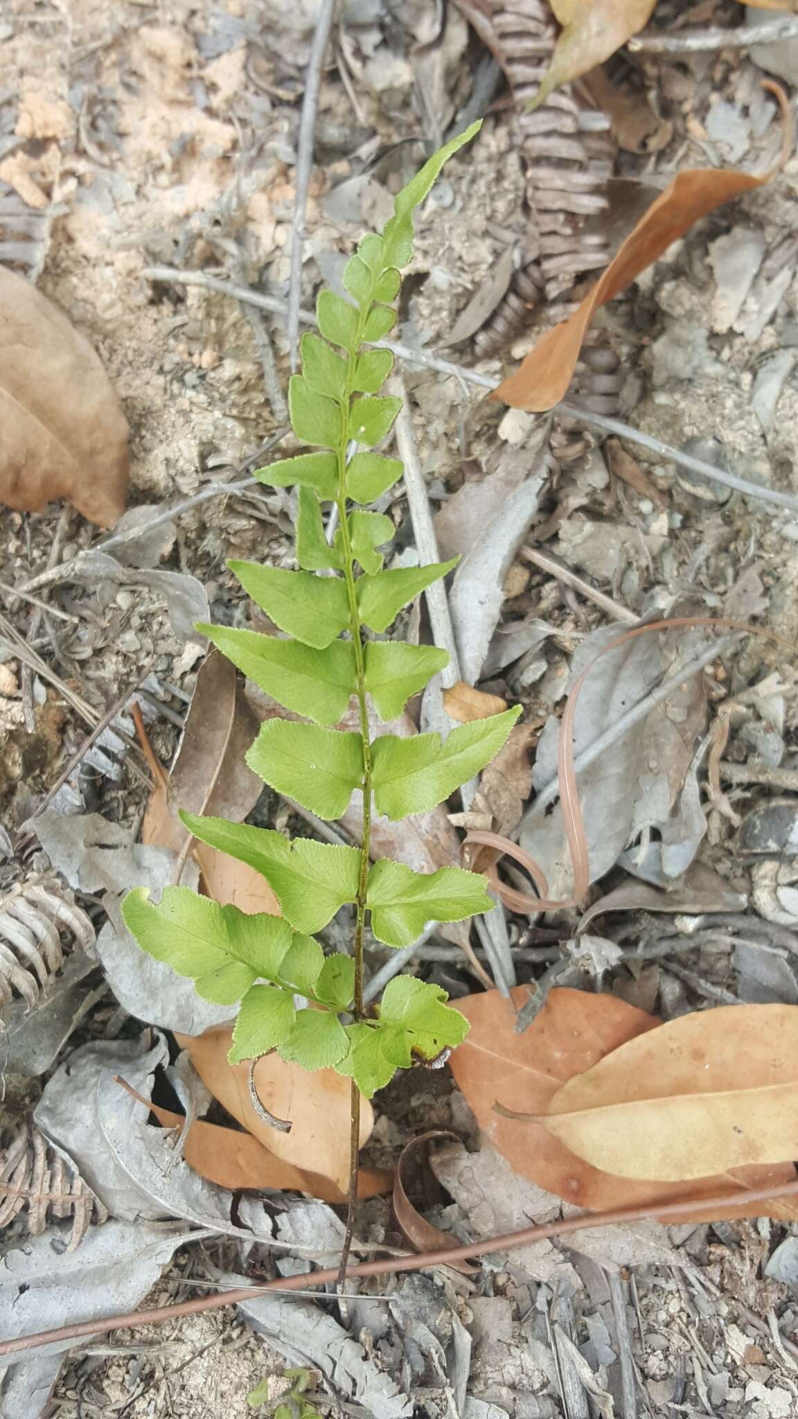 Image of Lindsaea heterophylla Dryand.