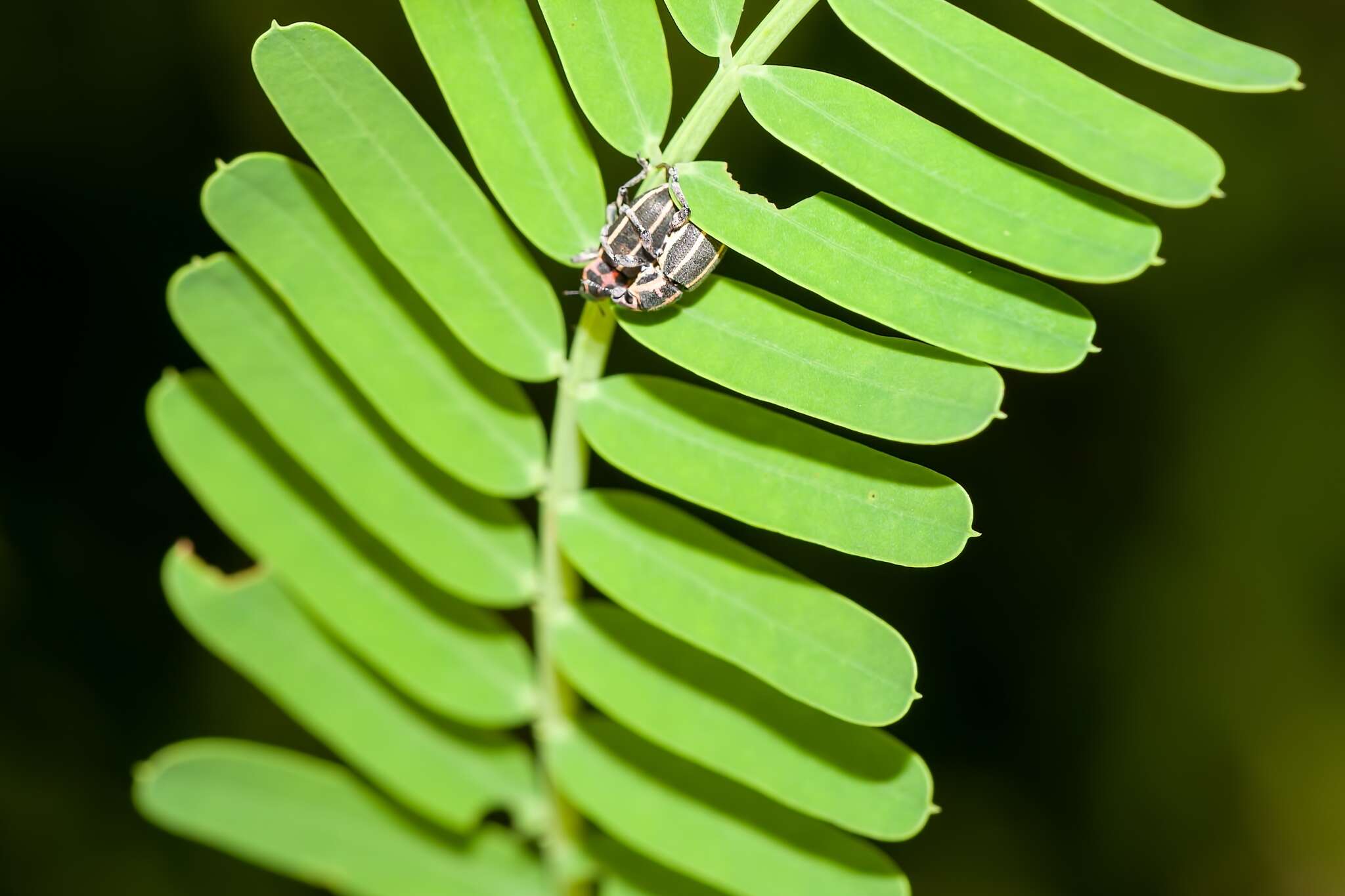 Image of Eudiagogus maryae Warner 1979