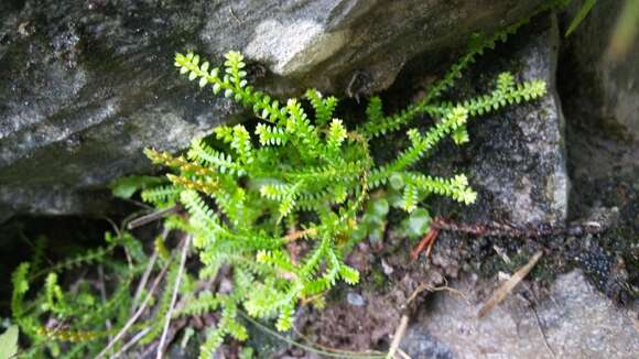 Image of Selaginella helvetica (L.) Spring