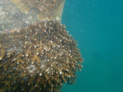 Image of Acropora samoensis (Brook 1891)