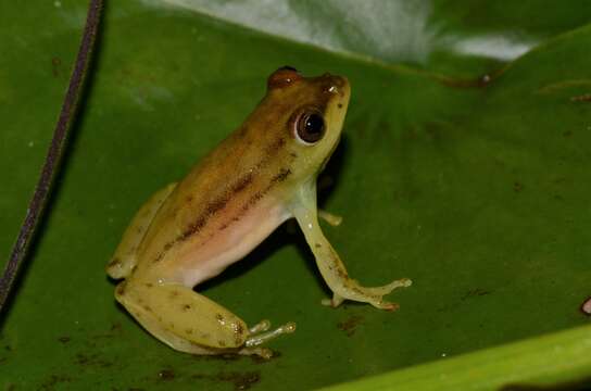 Image of Argus Reed Frog