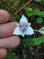 Image of Selway mariposa lily