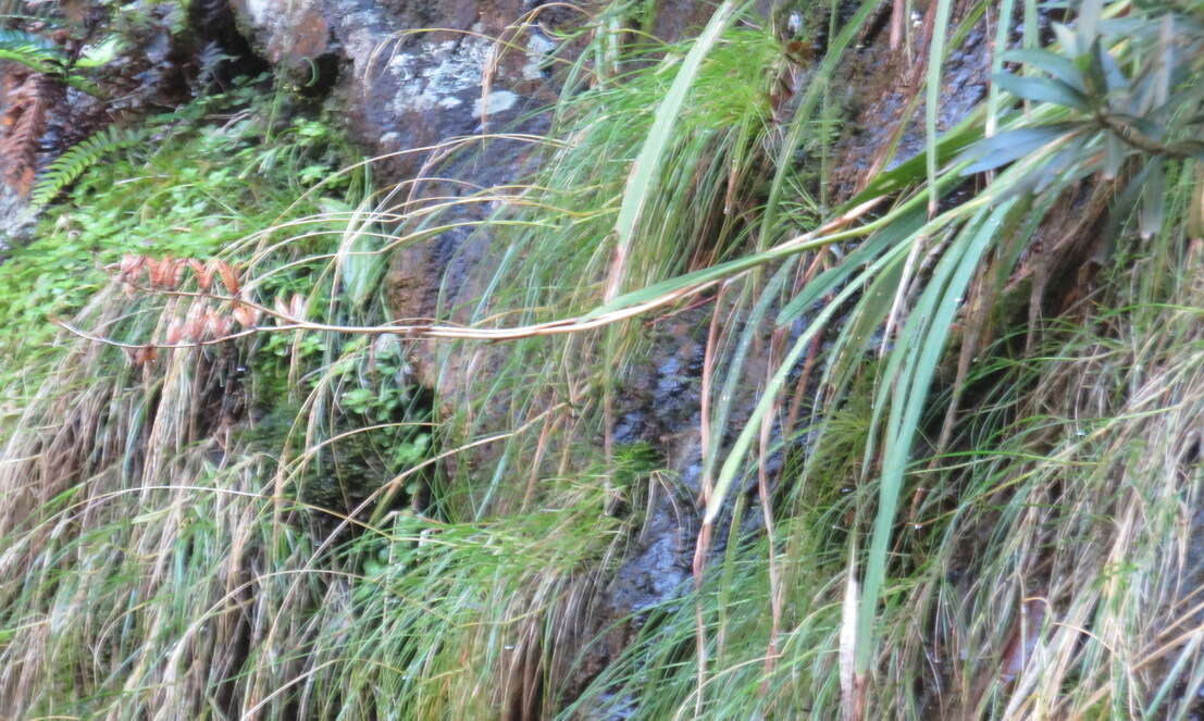 Image of Gladiolus aquamontanus Goldblatt