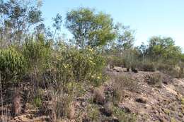 Image of Albertinia pincushion