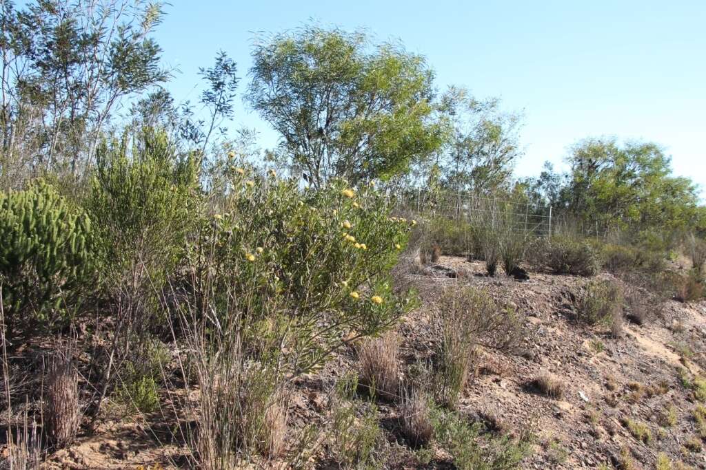 Plancia ëd Leucospermum muirii Phillips