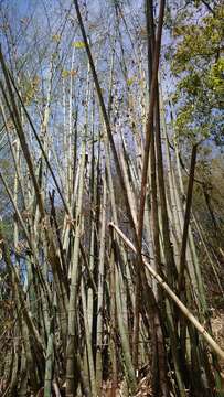 Imagem de Dendrocalamus latiflorus Munro