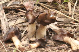 Helvella monachella (Scop.) Fr. 1822 resmi