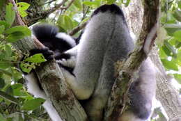 Image of indri