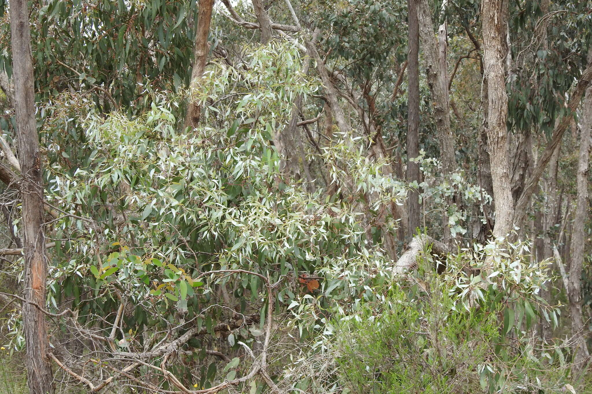 Image of Eucalyptus nortonii (Blakely) L. A. S. Johnson