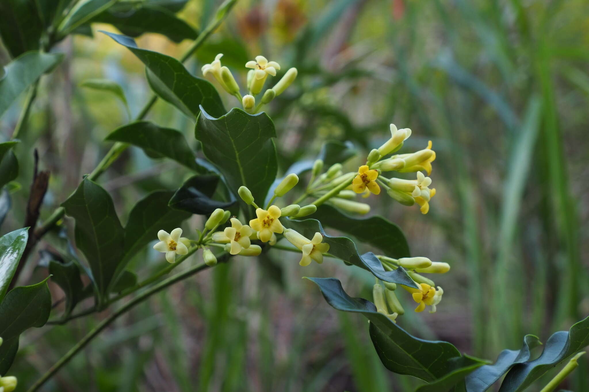 Image of Pittosporum glabratum Lindl.