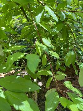 Cornus sericea subsp. occidentalis (Torr. & A. Gray) Fosberg resmi