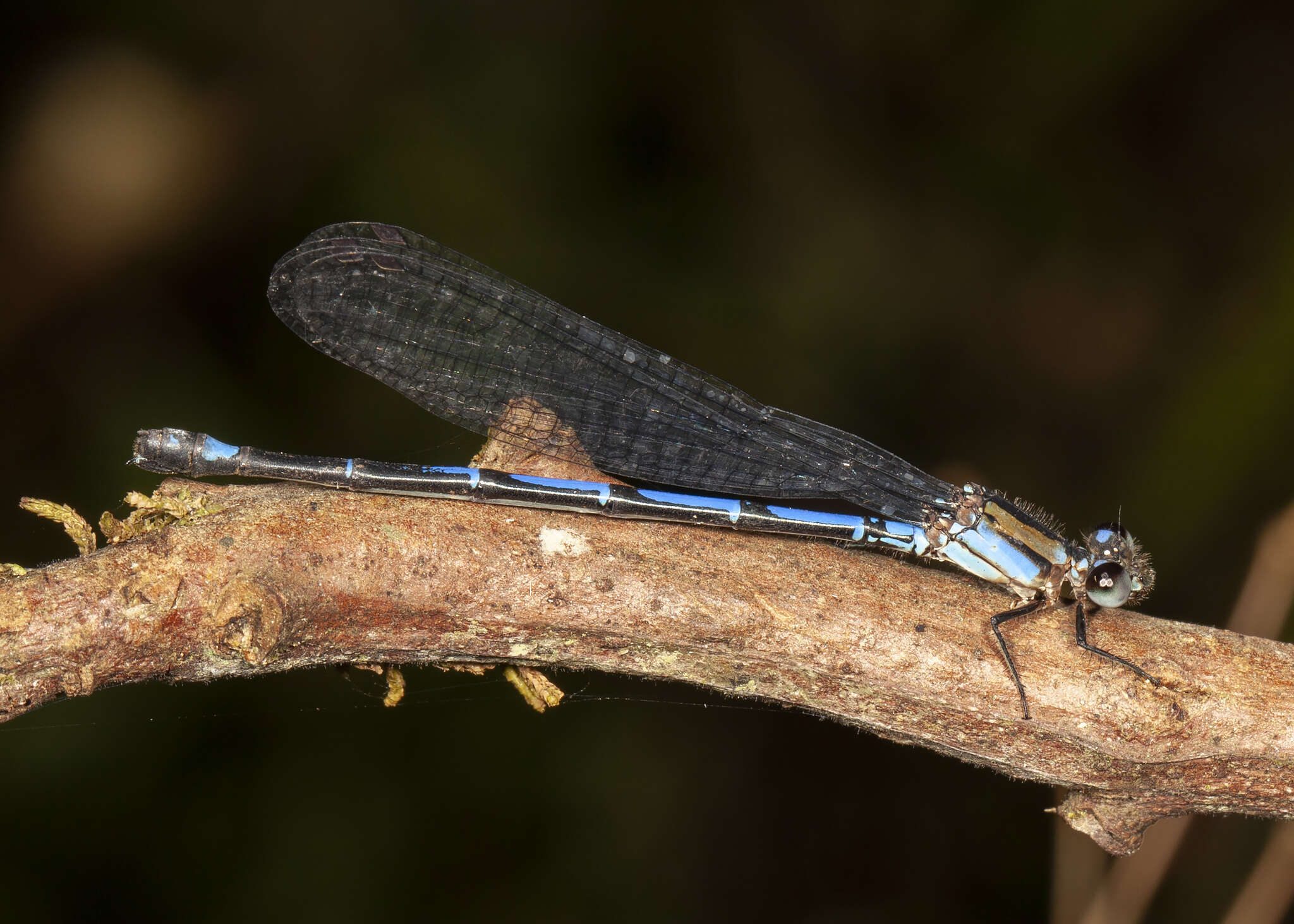 Image of Argia underwoodi Calvert 1907