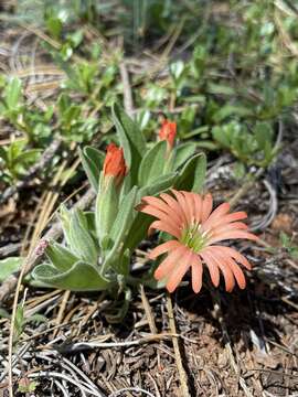 Image of Klamath Mountain catchfly