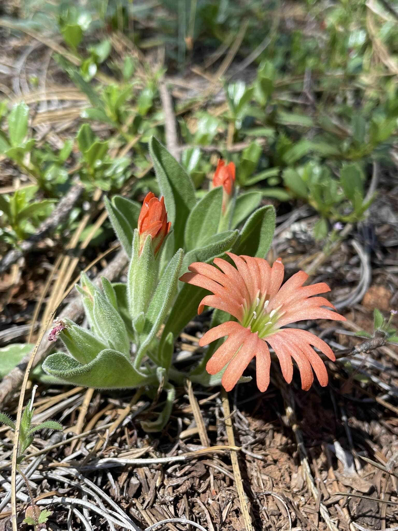 Image of Klamath Mountain catchfly