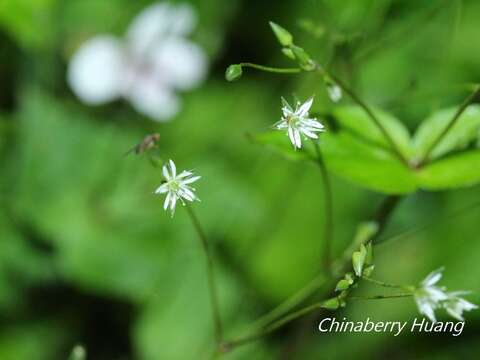 Image of Stellaria reticulivena Hayata