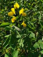 Image of Thermopsis lupinoides (L.) Link