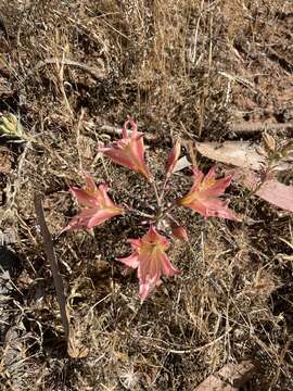 Image of Alstroemeria hookeri Sweet