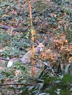 Image of Turkmenian fox