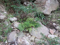 Imagem de Pteris dentata Forsk.