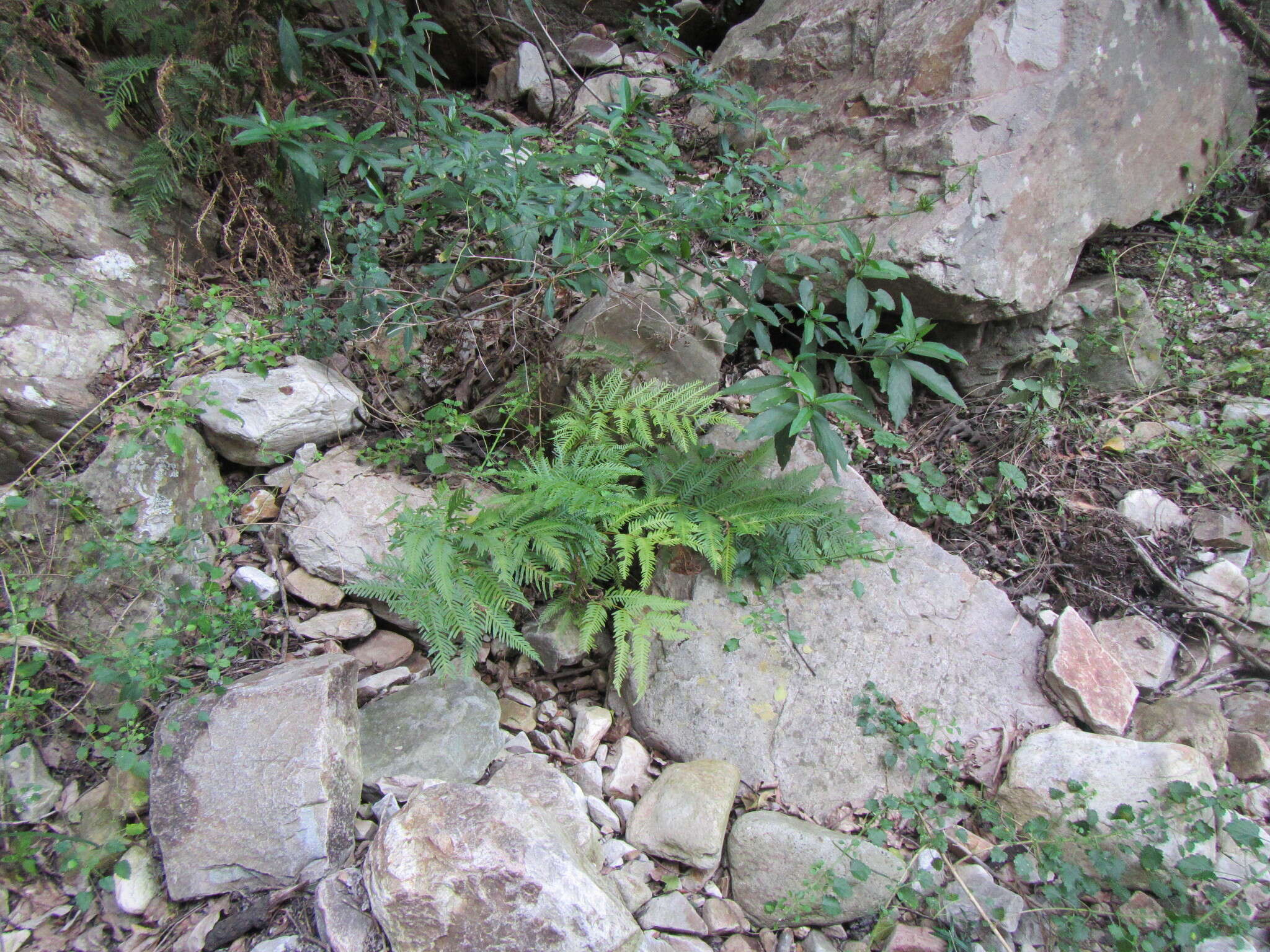 Image of Fern