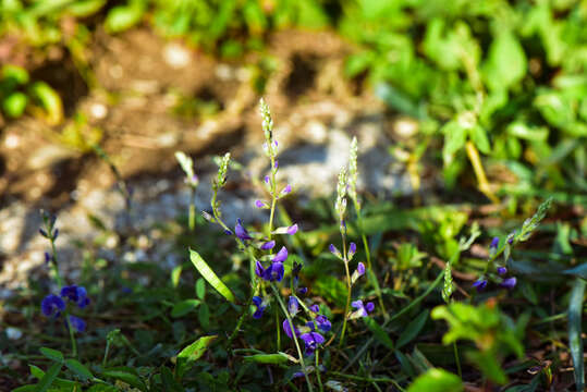 Glycine tabacina (Labill.) Benth. resmi