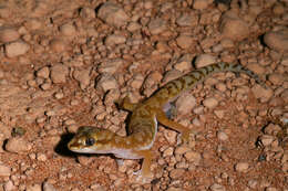 Image of White-spotted Ground Gecko WA