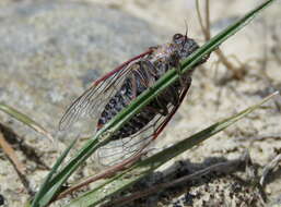 Image of Campbell’s cicada