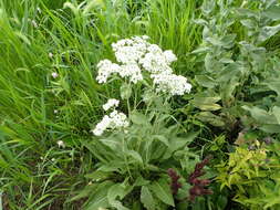 Image of American feverfew