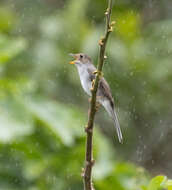 Image of Cuban Solitaire