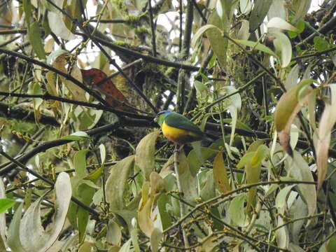 Image of Chestnut-breasted Chlorophonia