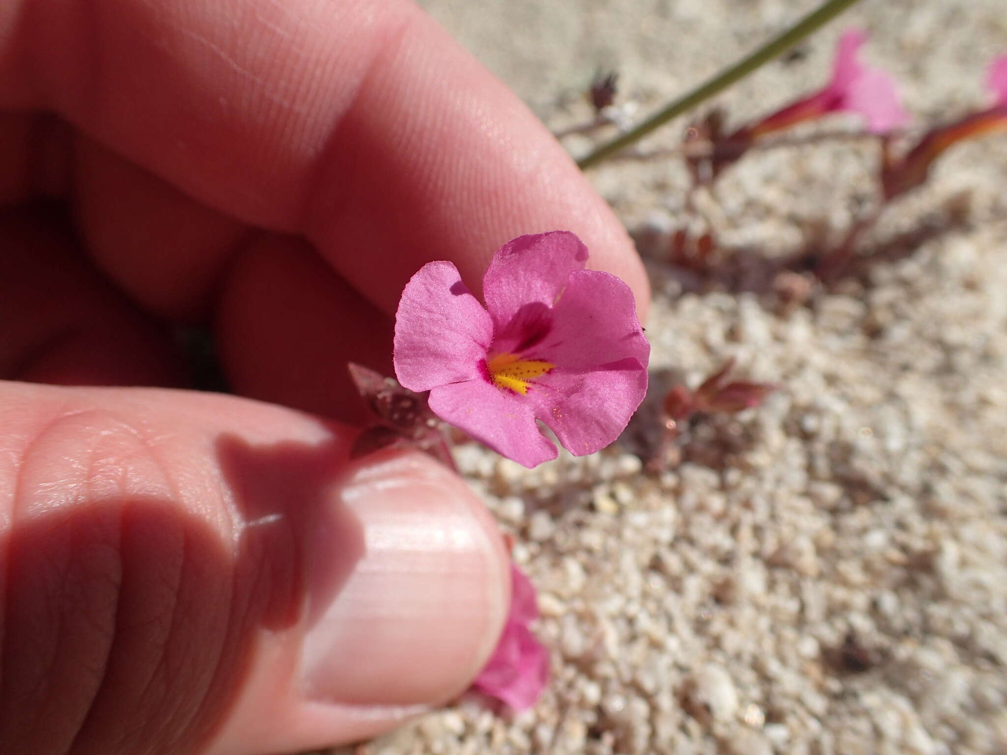 Image of Bigelow's monkeyflower