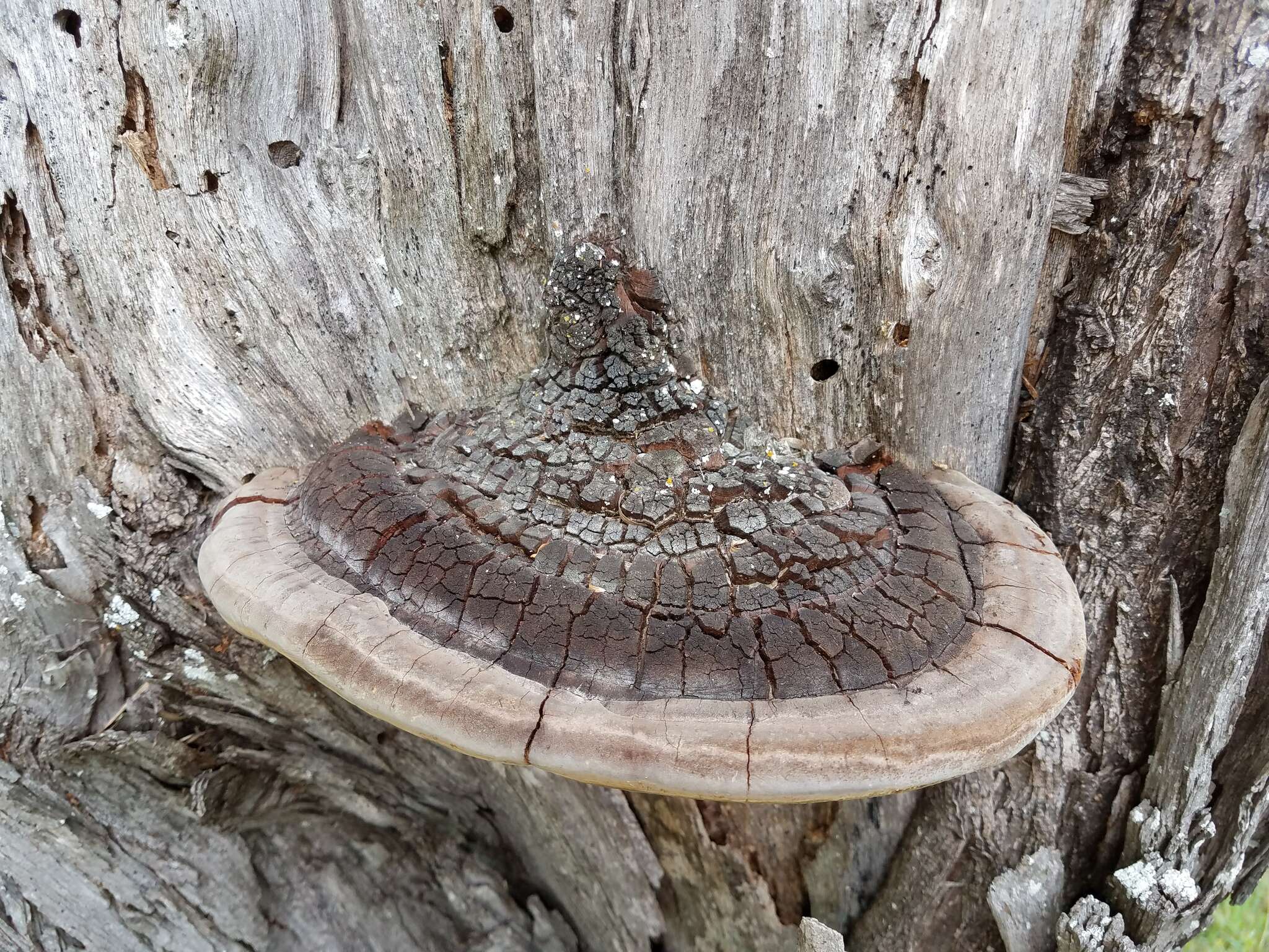 Image of Phellinus badius (Cooke) G. Cunn. 1965