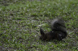 Image de Sciurus vulgaris martensi Matschie 1901