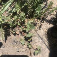 Image of Mediterranean stork's bill