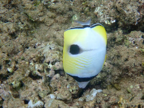 Image of Limespot Butterflyfish