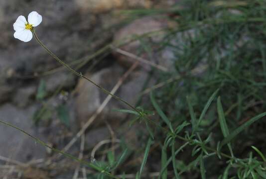 Image of Tridax palmeri A. Gray