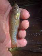 Image of Northern purplespotted gudgeon