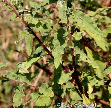 Image of Baccharoides adoensis (Sch. Bip. ex Walp.) H. Rob.