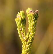 Image of Agathosma eriantha (Steud.) Steud.