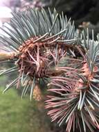 Image of Cooley Spruce Gall Adelgid