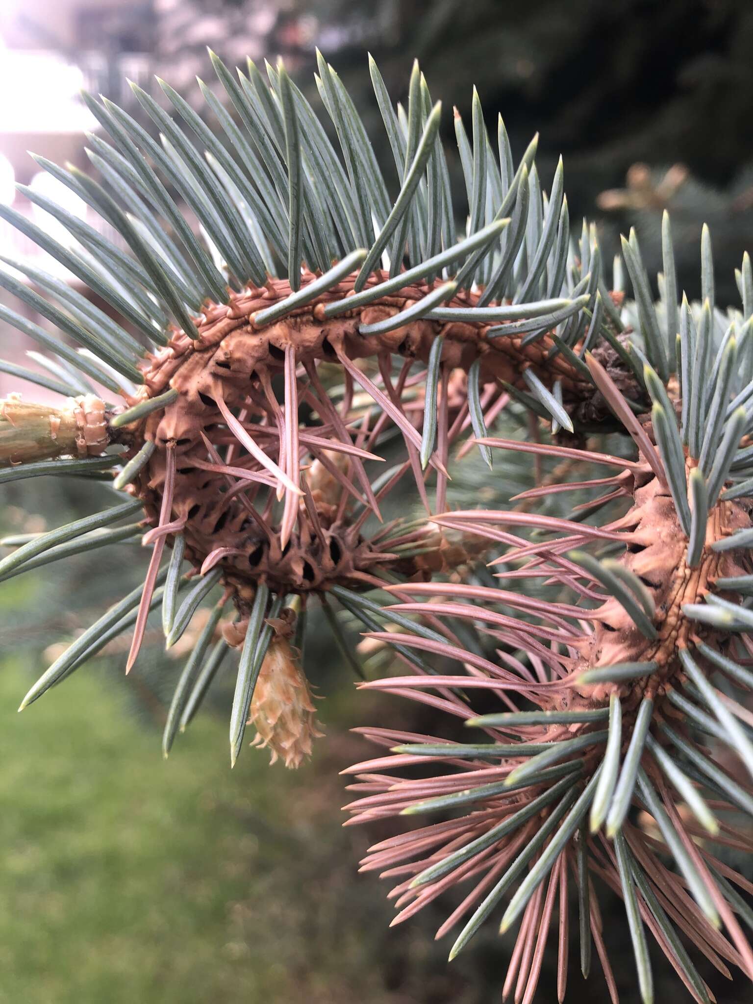 Image of Cooley Spruce Gall Adelgid