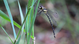 Image of Choristhemis Tillyard 1910