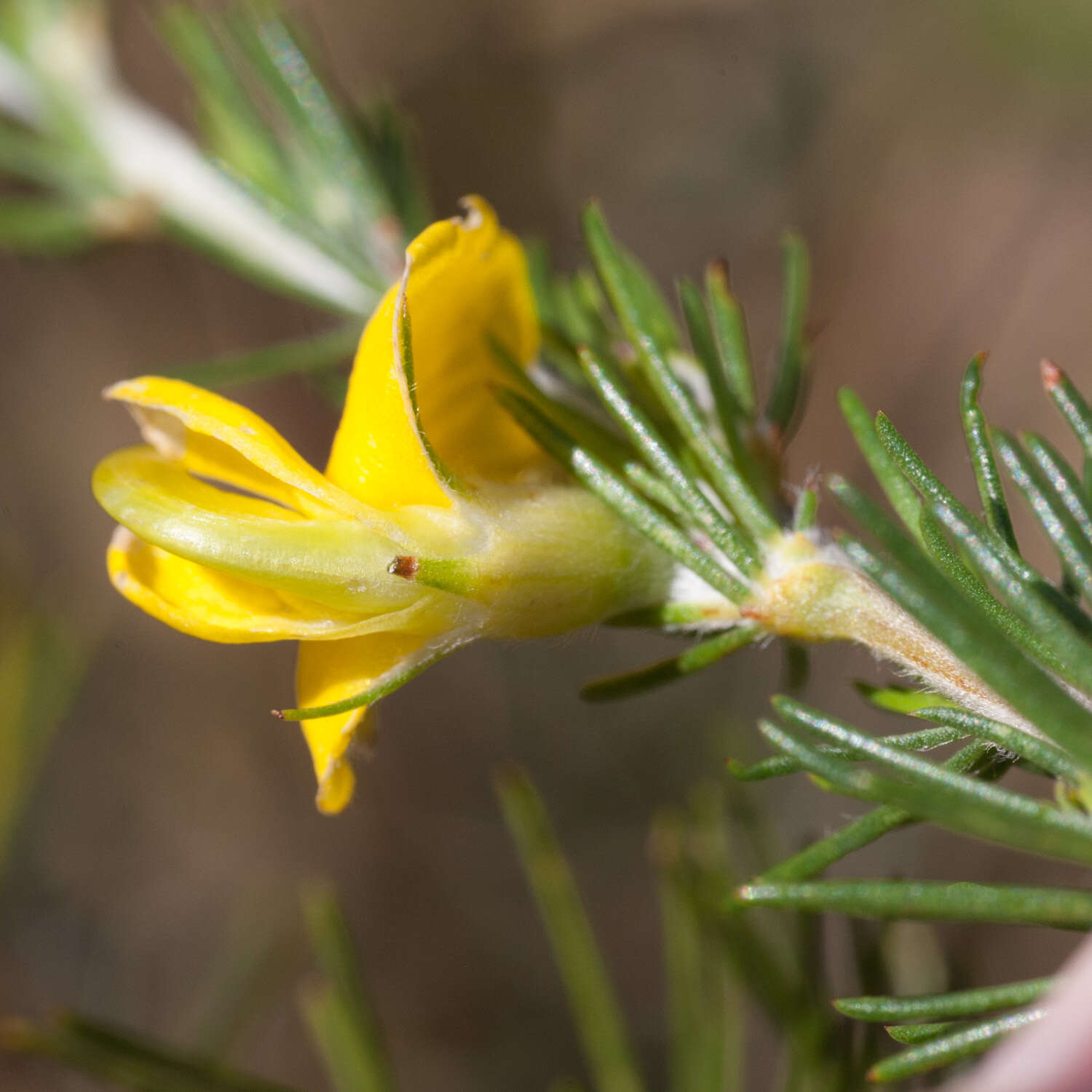 Image of Aspalathus uniflora L.