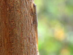 Image of Bradfield's Dwarf Gecko