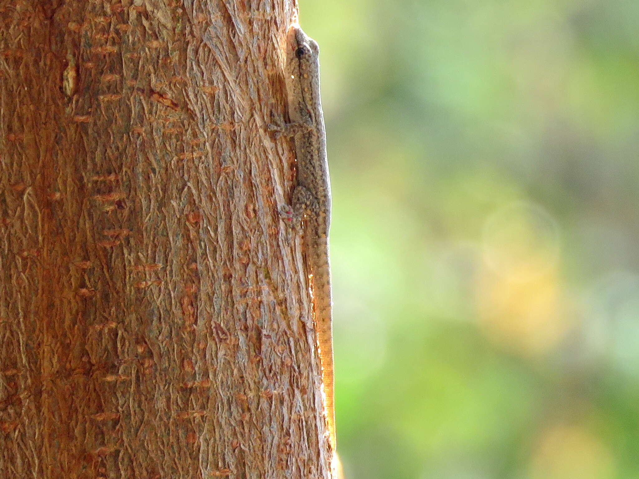 Image of Bradfield's Dwarf Gecko