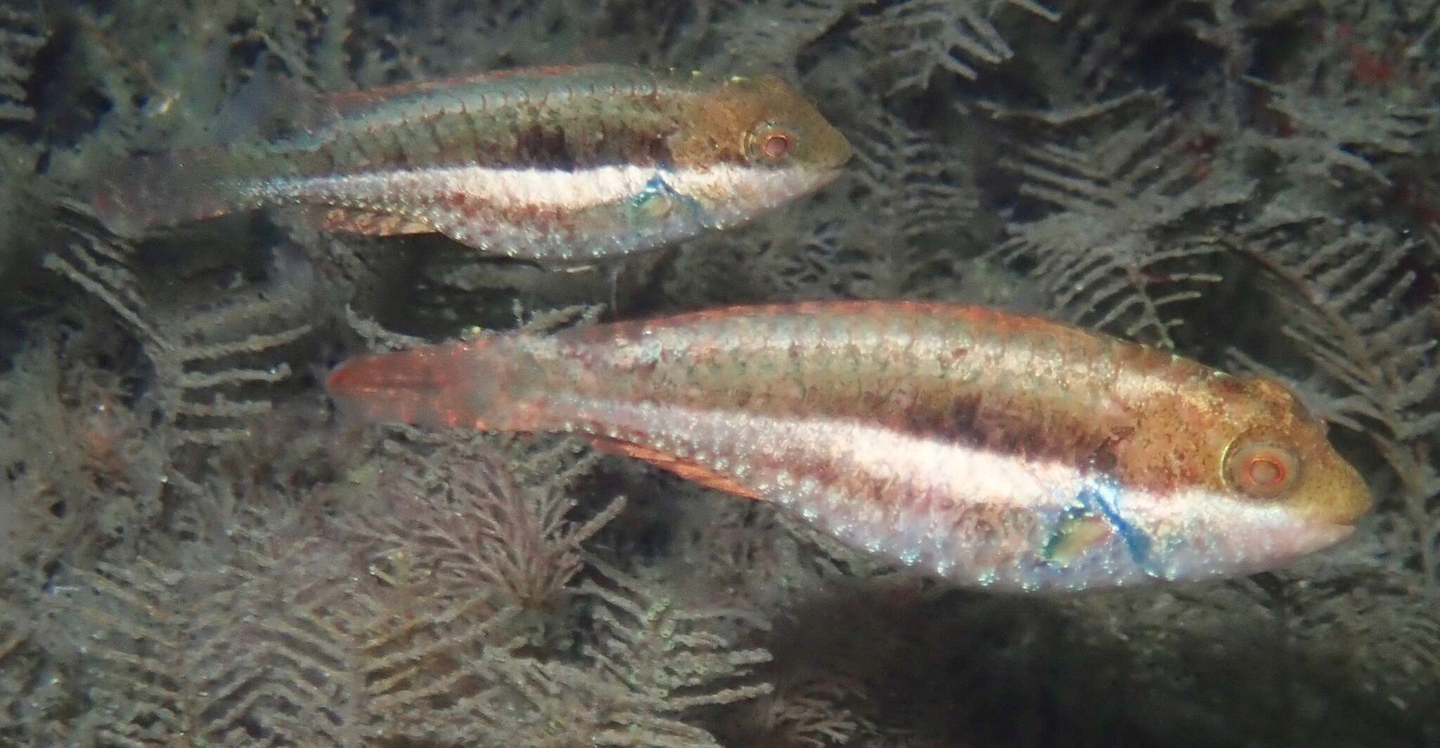 Image of Bucktooth Parrotfish