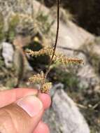 Image of beaded lipfern