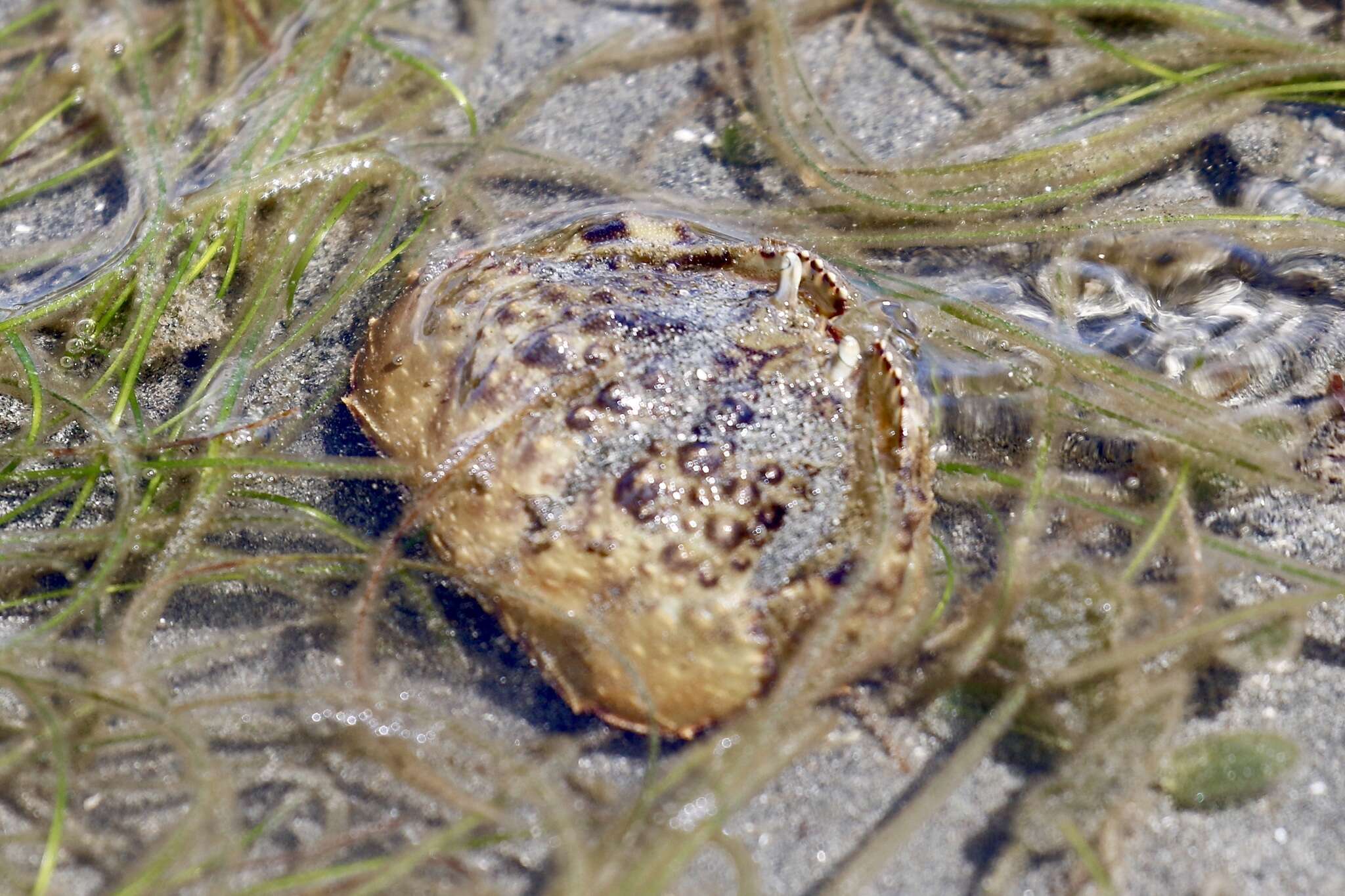 Image of smooth box crab