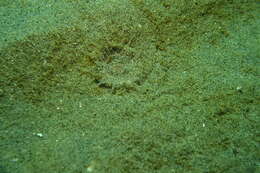 Image of giant burrowing anemone