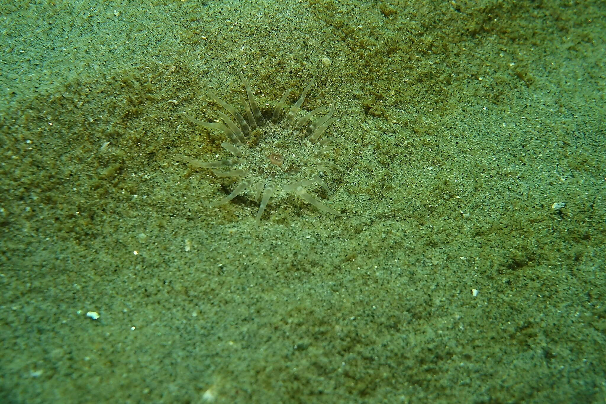 Image of giant burrowing anemone